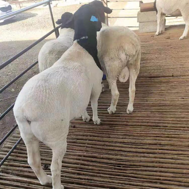 批发杜泊绵羊种羊 出售杜泊绵羊 出售杜泊绵羊种羊 现代 大量出售