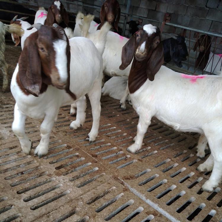波尔山羊现场验货 波尔山羊养殖场 大量批发出售波尔山羊 现代 常年供应
