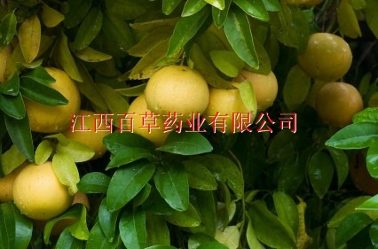 圆柚油 专业生产天然植物香料油 圆柚精油示例图2