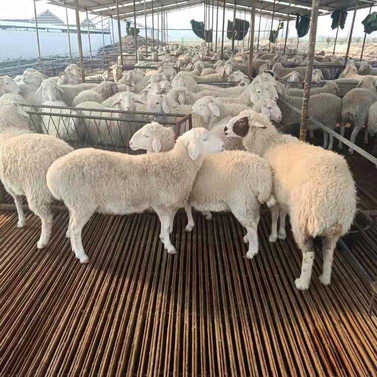 出售小尾寒羊肉羊羔 成年小尾寒羊种公羊 小尾寒羊羊羔 恩特牧业 常年供应