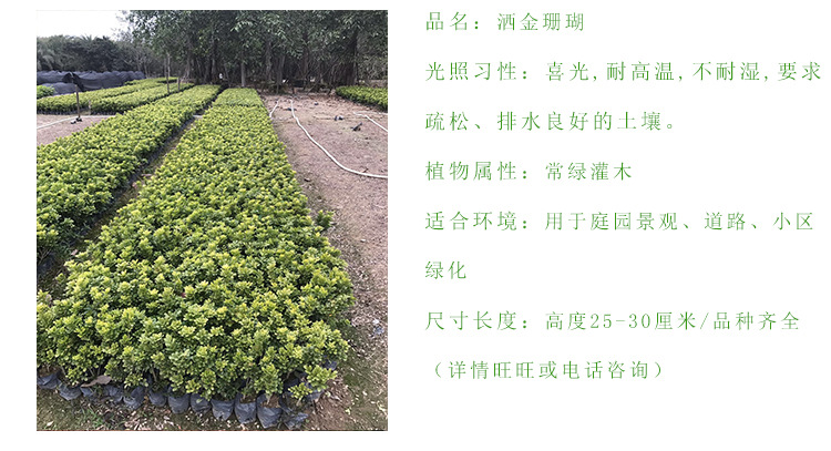 米兰高度40厘米 带花的小盆栽枝叶绿米兰 城市道路观赏四季米兰示例图4