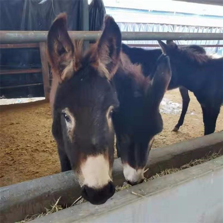 四个月的小驴苗 改良肉驴养殖场 出售肉驴苗行情好 乡村牧业 厂家直供