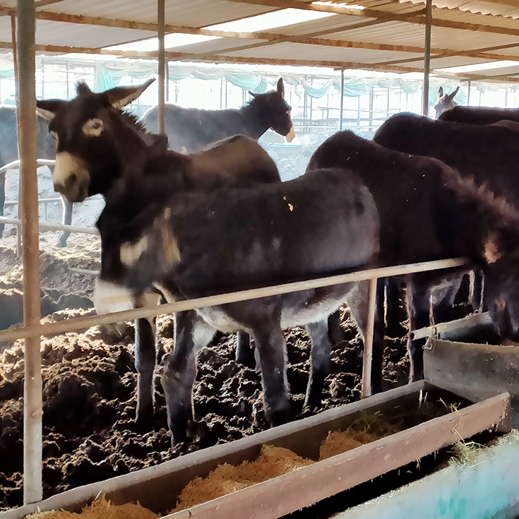 基础架子育肥肉驴 出售肉驴品种 肉驴苗育肥出售 乡村牧业 厂家直售
