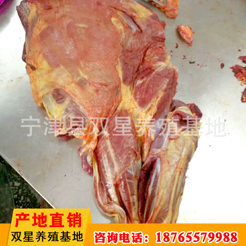厂家进口蒙古马肉 传统美味食品马后腿肉现场现杀冷冻批发示例图15