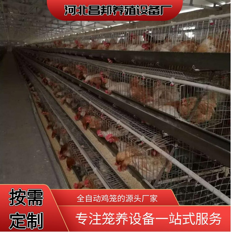 白鸡笼 养殖笼具价格 昌邦 多层叠蛋鸡笼 常年供应