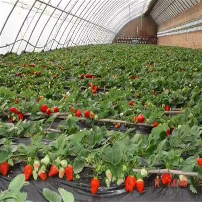 免费提供种植技术的草莓苗 常年培育多个品种脱毒优质的草莓苗