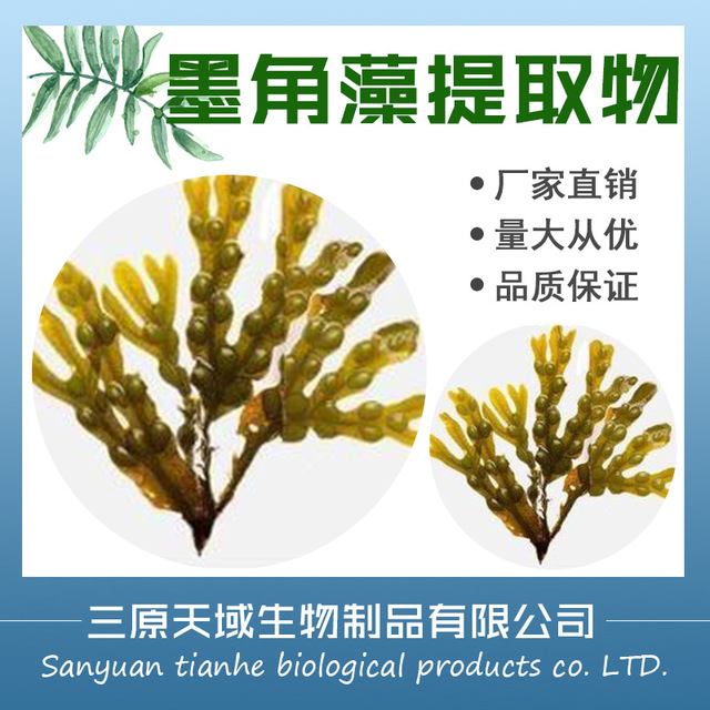墨角藻提取物 墨角藻浓缩喷雾干燥粉 陕西新天域生物