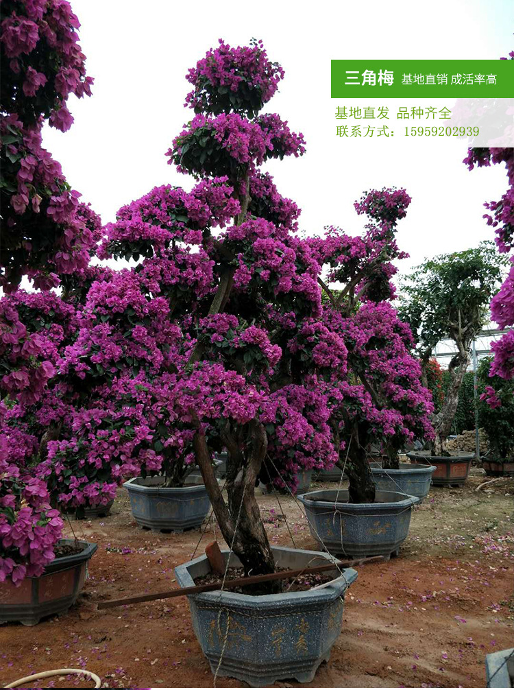 三角梅桩景（高度2米5）紫色桩景造型  盆栽勒杜鹃 大苗三角梅示例图6