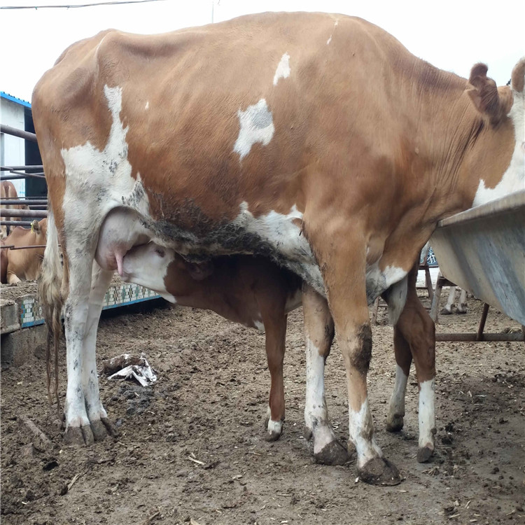 鲁西黄牛养殖 3个月大的鲁西黄牛 小牛犊  肉牛犊价格 龙翔示例图10