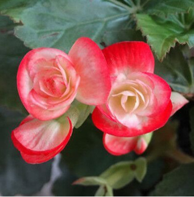 玫瑰海棠 盆栽丽格海棠重瓣秋海棠花苗四季开花 长寿花 带花发货图片