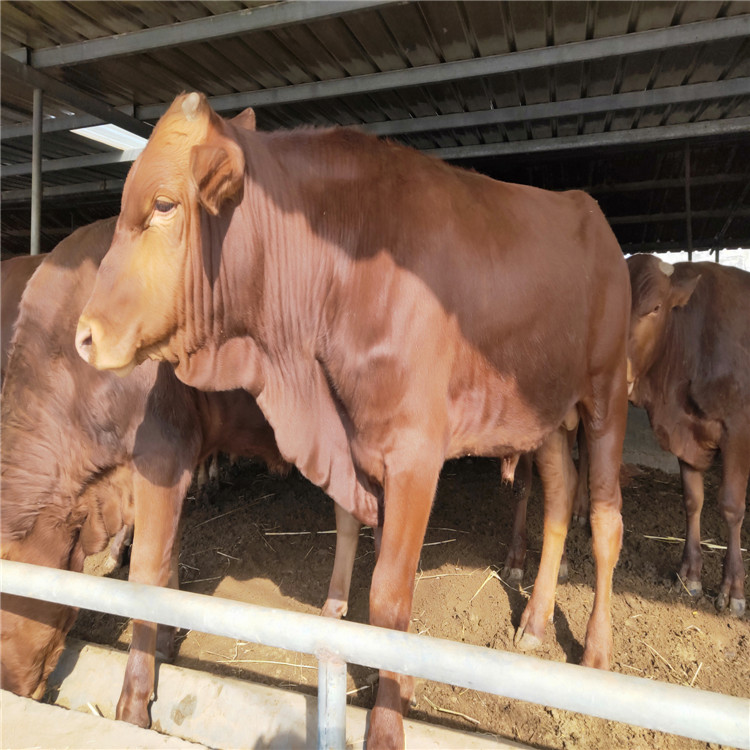 鲁西黄牛养殖 3个月大的鲁西黄牛 小牛犊  肉牛犊价格 龙翔示例图1