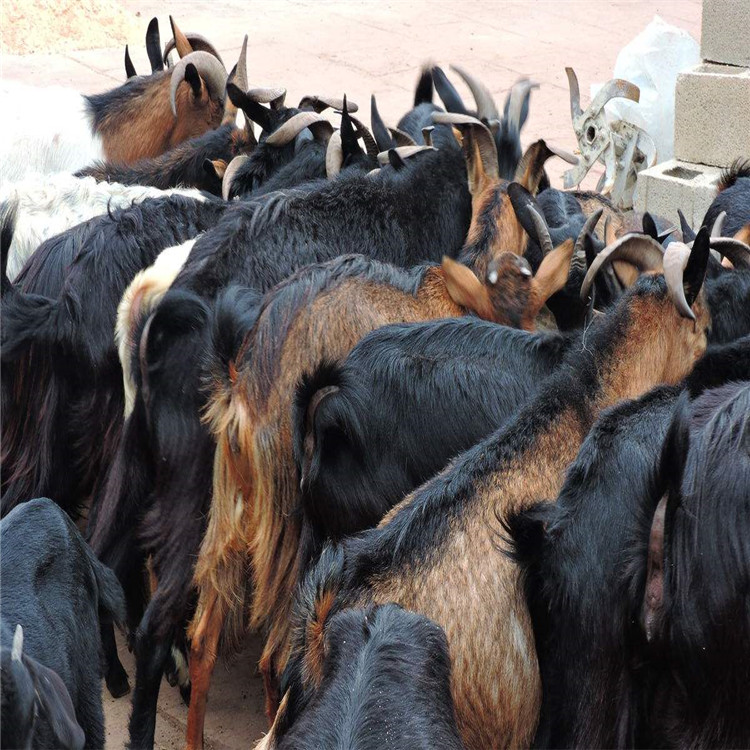 购买黑山羊价格 改良肉羊品种 黑山羊养殖基地 乡村牧业 好养活