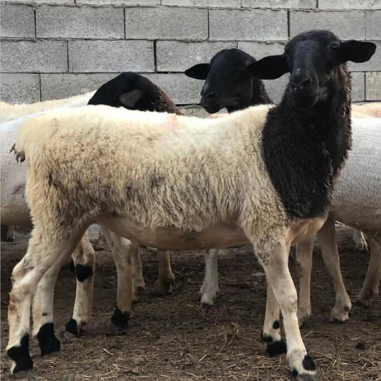 杜泊绵羊的出肉率高 良种杜泊绵羊 养殖场白头杜泊绵羊 现代 品种好