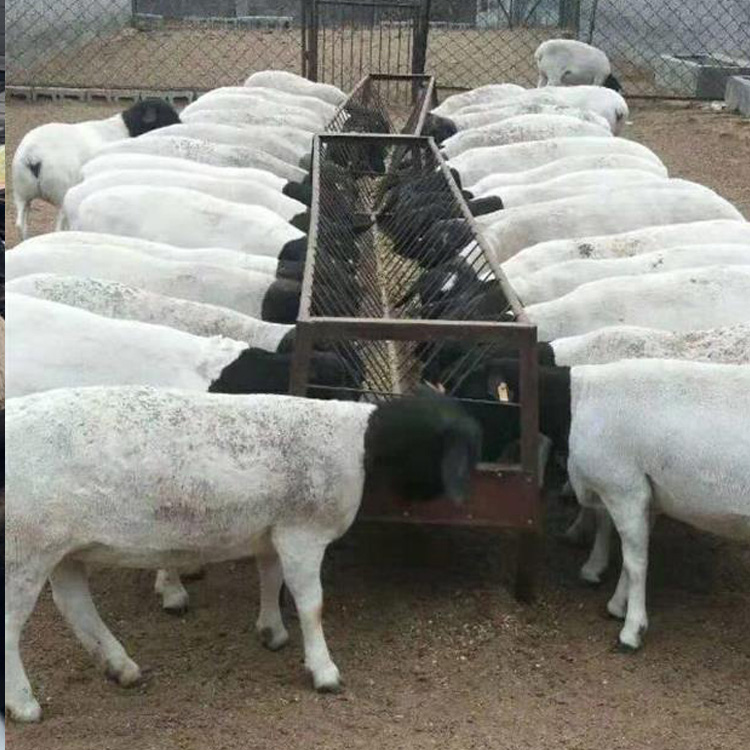 杜泊种羊提供养殖 良种杜泊绵羊 杜泊绵羊新价格 现代 出售批发