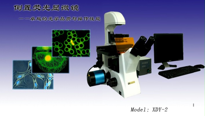 倒置荧光显微镜代理 倒置荧光显微镜XDY-2 倒置荧光显微镜报价示例图1