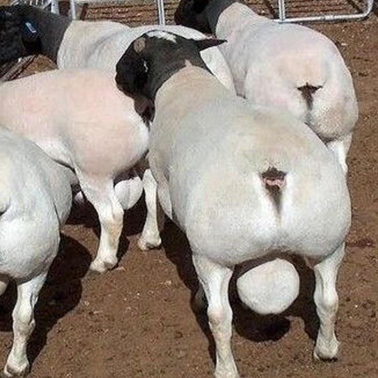 出售青山羊-青山羊-白山羊价格-山羊养殖场-龙翔牧业图片