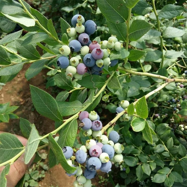 新品种蓝莓苗批发 3年营养钵蓝莓苗量大优惠 薄雾蓝莓苗
