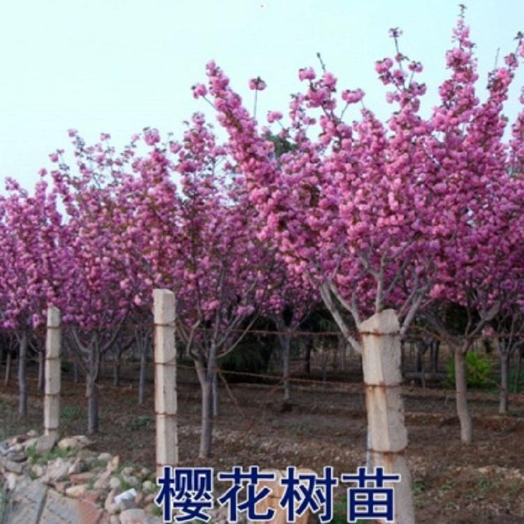 樱花树苗 南方种植北方种植庭院嫁接绿化树苗日本樱花基地直销