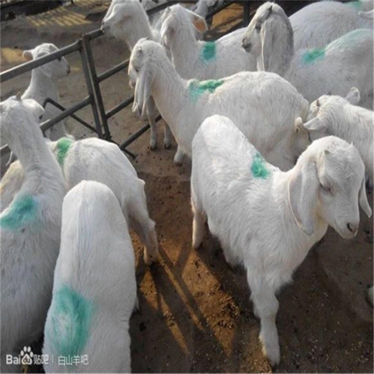 厂家直销作种白山羊-山羊养殖场-白山羊羊羔产地货源-龙翔牧业