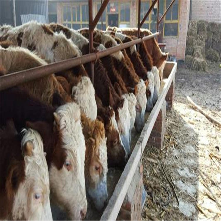 桂林西门塔尔牛养殖场 现在西门塔尔牛价格 通凯养殖技术