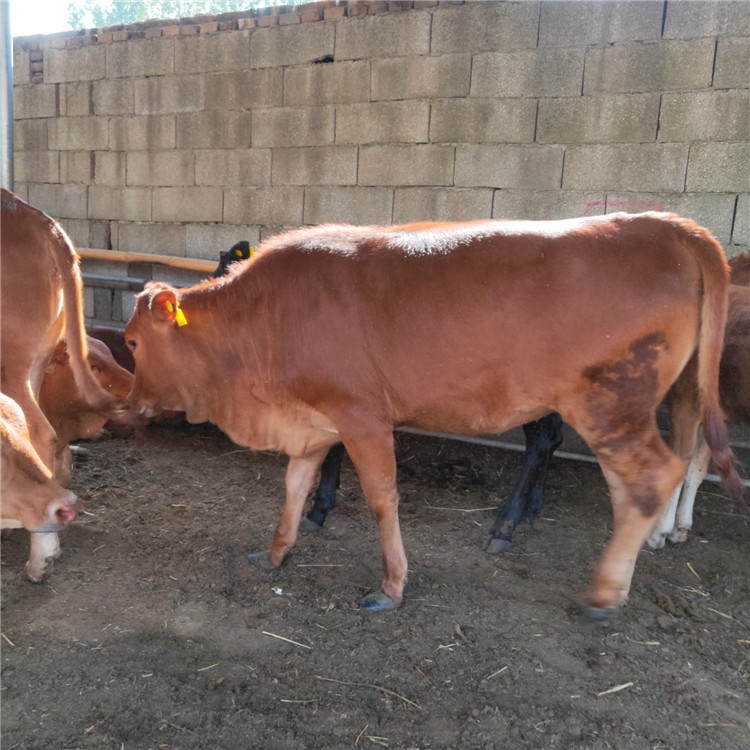 鲁西黄牛牛犊 3-6个月苗价格 牛犊 改良鲁西黄牛