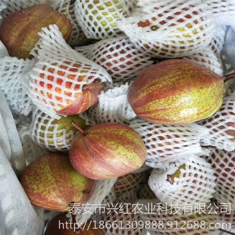 玉露香梨树苗 供应早酥红梨苗 现挖现卖梨苗 梨树苗提供种植技术