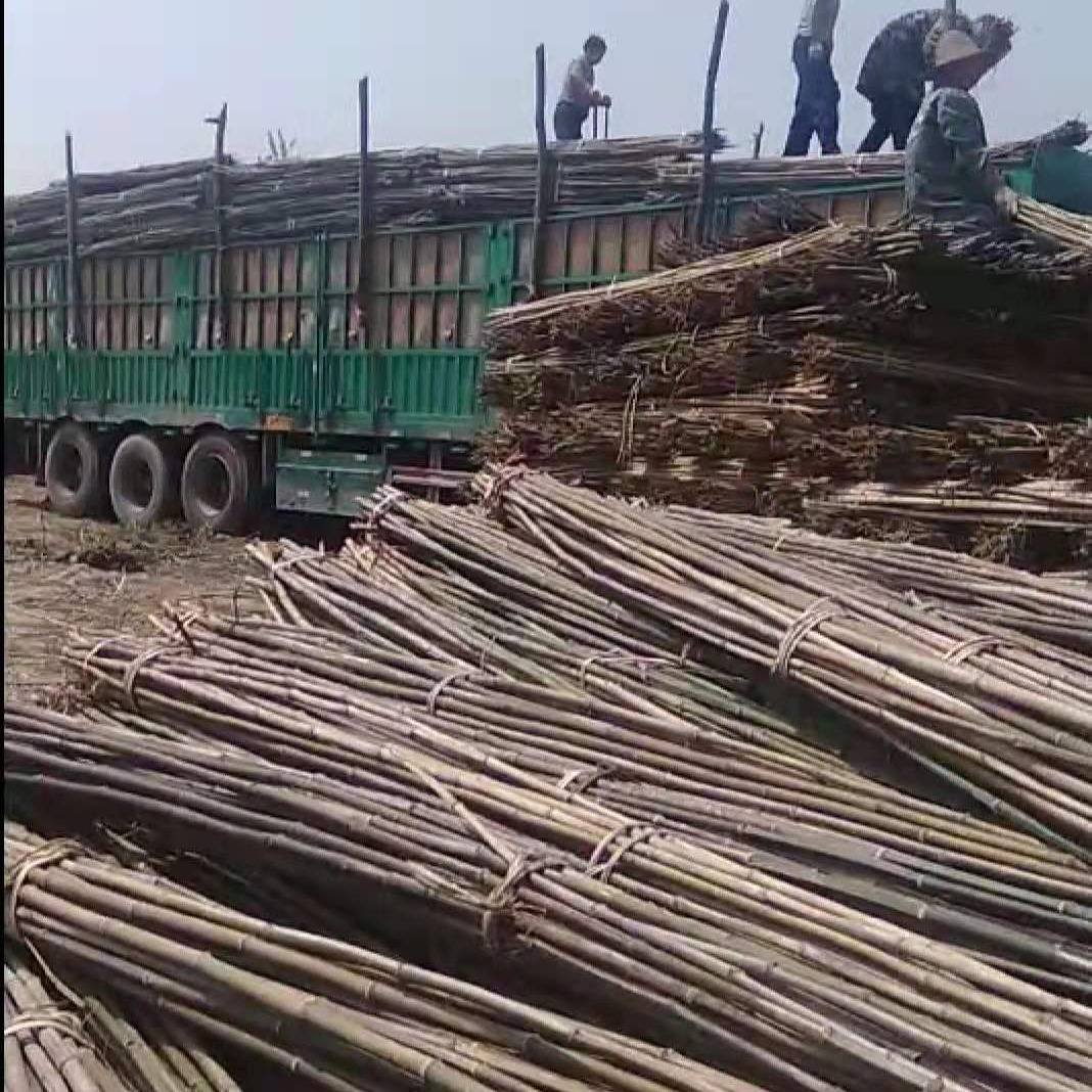 产地货源 竹竿批发 现货供应 大量批发优质竹子 装饰装修小竹竿