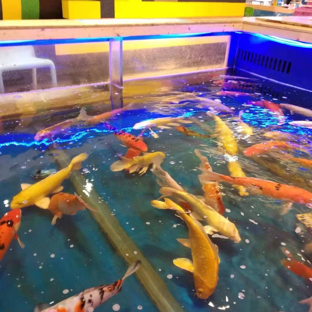 2020零售经营赚钱吃奶鱼的雍容华贵 艳丽色彩有着水中宝石的美誉 吃奶鱼池娃娃鱼孩子爱玩的锦鲤鱼池游乐设备玻璃夹木材图片