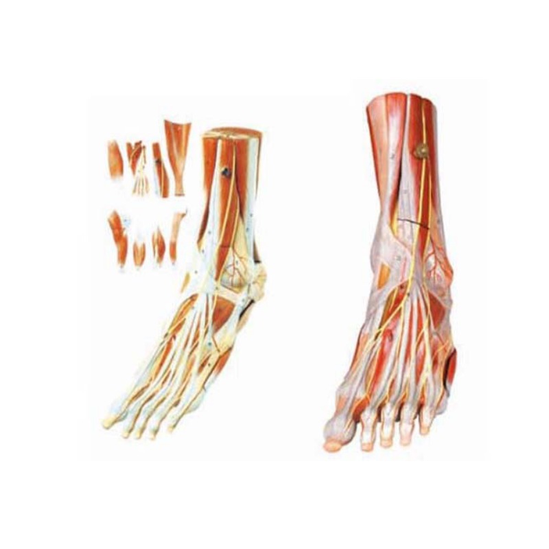 足肌附主要血管神经模型实训考核装置  足肌附主要血管神经模型实训设备  足肌附主要血管神经模型综合实训台
