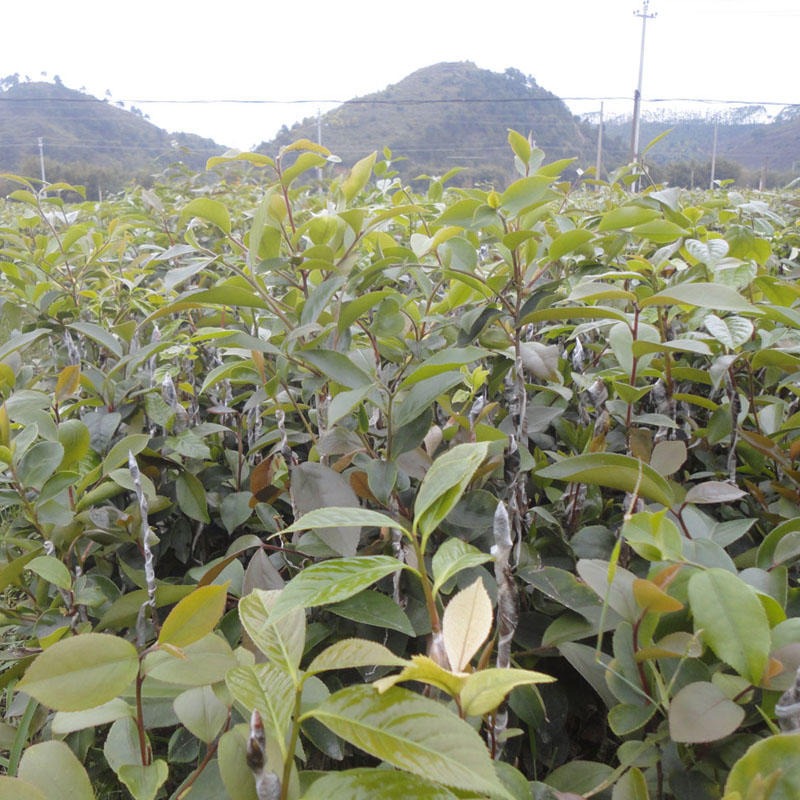 籽树苗 油茶树高产早挂果山茶油嫁接苗 软枝白花裉根苗其他农作物种子