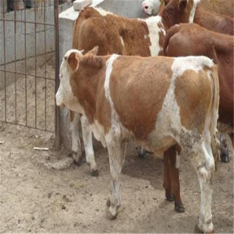 西门塔尔牛 肉牛养殖场 通凯 现在成品牛价格 母牛苗批发 活体挑选