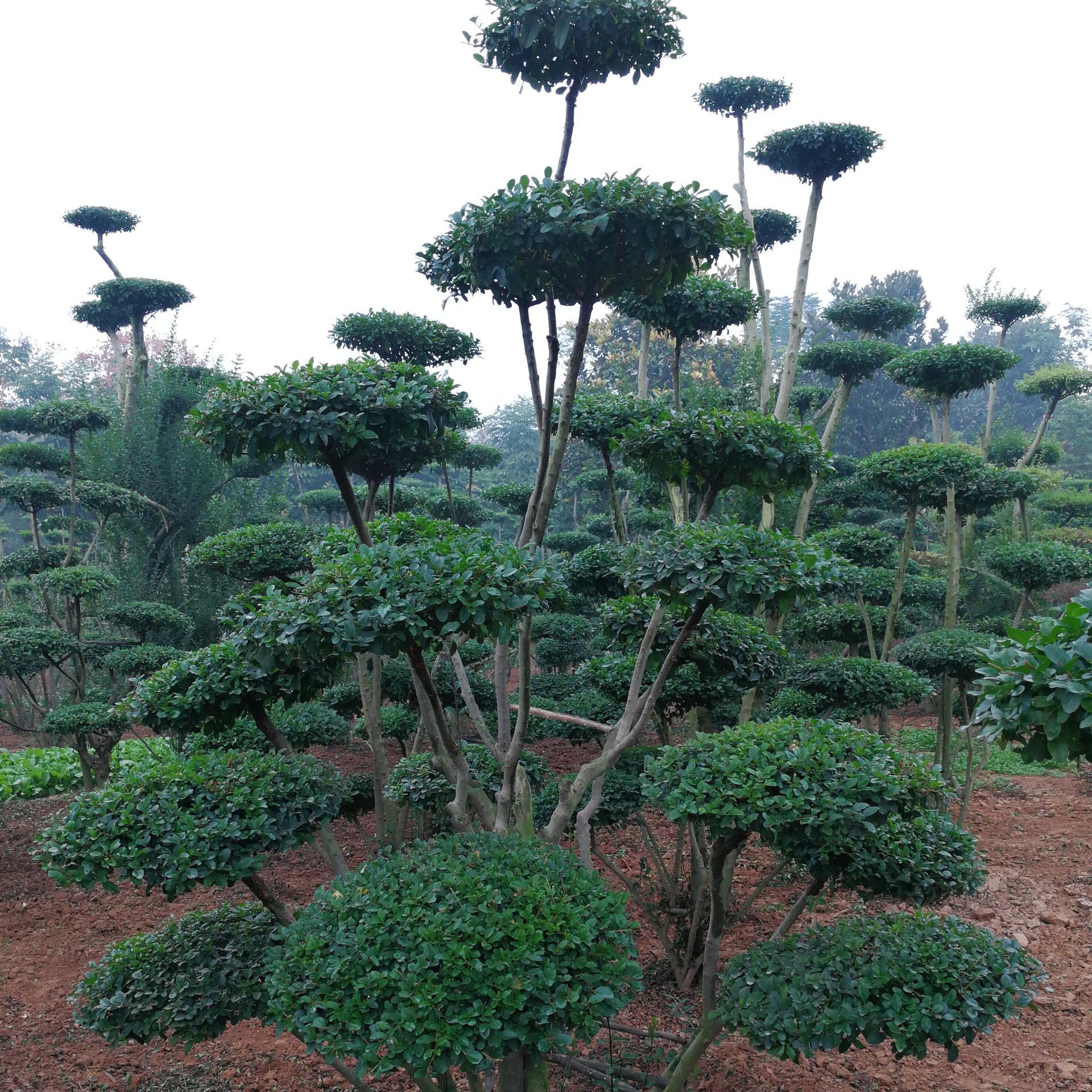 河南鄢陵县梦宇花木园销售2米高小叶女贞造型树可以在北方栽培