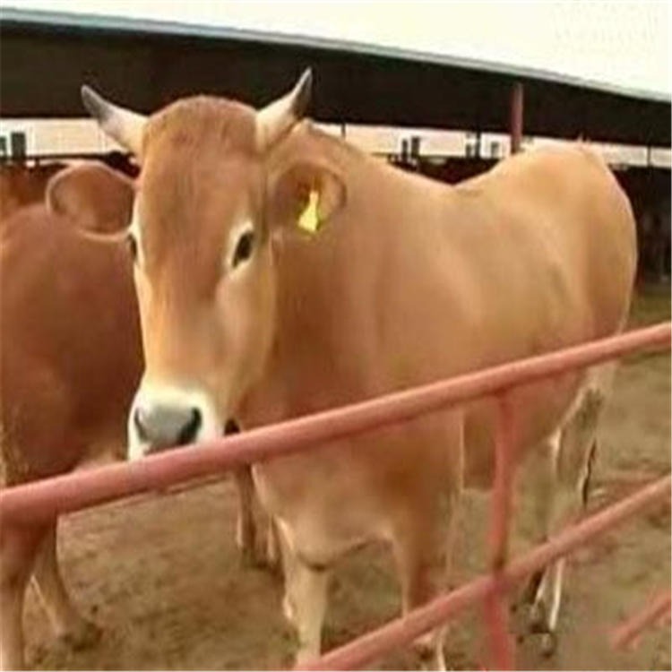 肉牛养殖成本 通凯 肉牛养殖技术 肉牛养殖基地图片