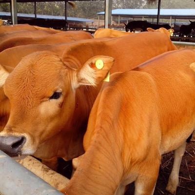 龙翔鲁西黄牛养殖场 改良黄牛 育肥小牛苗 西门塔尔牛 小牛苗批发价格图片