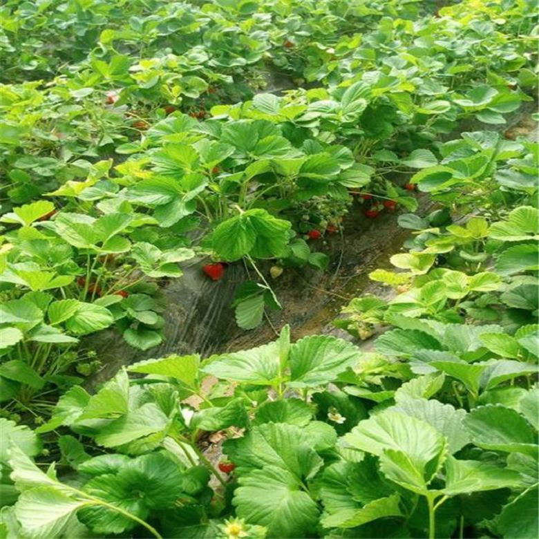 天津小白草莓苗报价中心 甜宝草莓苗 -成品苗