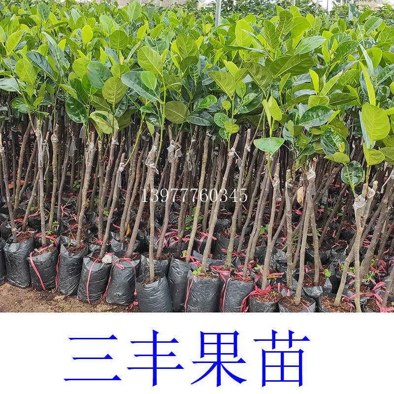灵山县菠萝蜜苗 树菠萝苗，广西菠萝蜜苗 树菠萝苗育苗基地，三丰果苗