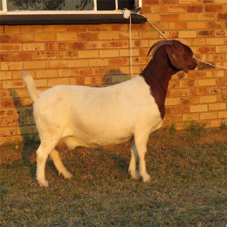 波尔山羊场 纯种波尔山羊母羊 纯种波尔山羊养殖场