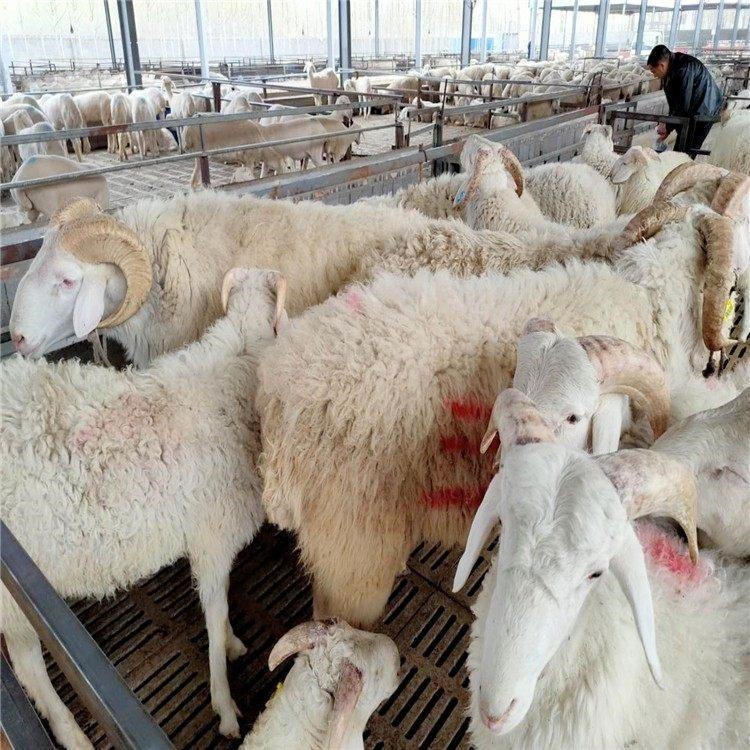 一只羊的利润 高产小尾寒羊种母羊 40斤羊羔价格 包成活率 通凯牧业图片