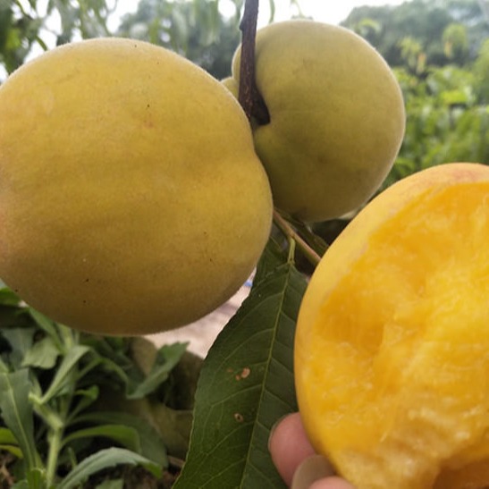 早熟黄桃 澳洲黄桃苗 大果早熟黄桃新品种图片