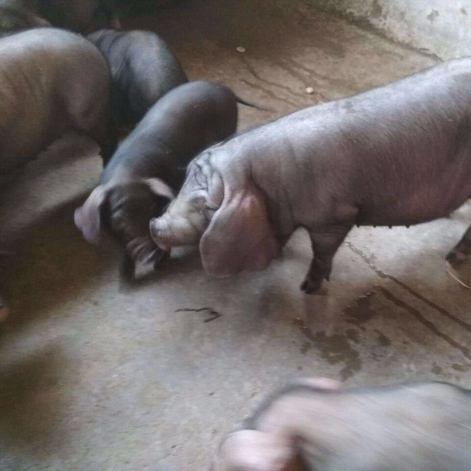 纯梅山猪价格 原种梅山六白猪养殖场 黑母猪品种 太湖母猪20斤 二花脸母猪