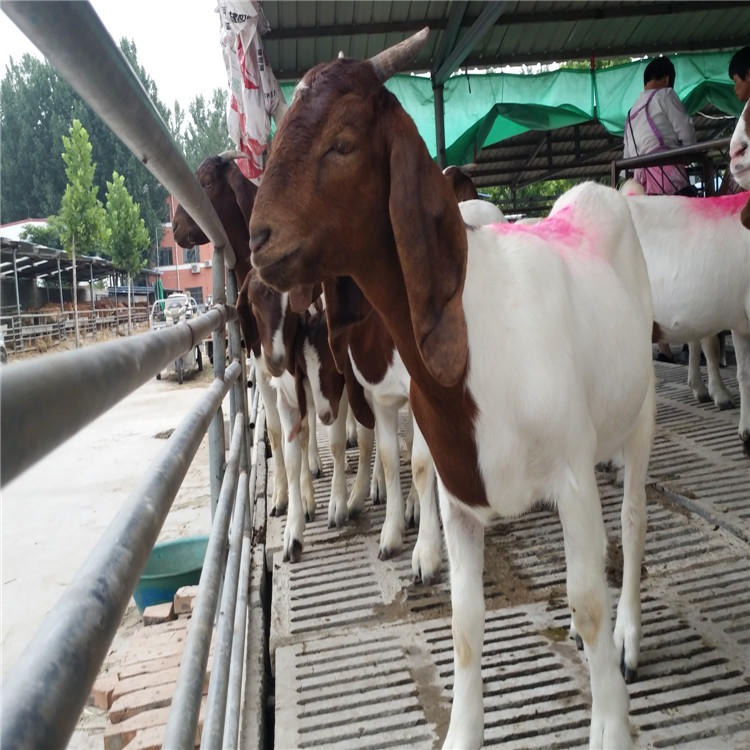小波尔山羊价格-山东种羊养殖场-常年出售供应波尔山羊-龙翔养殖