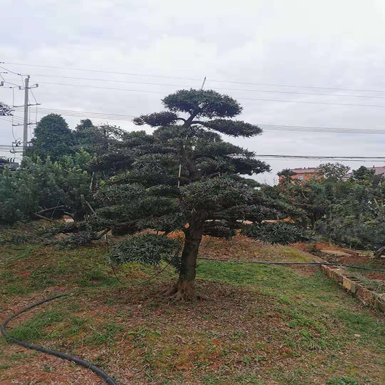造型罗汉松  造型罗汉松盆景  35公分造型罗汉松 树巧缝苗木