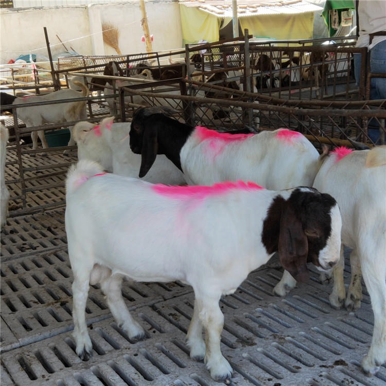 黑山羊种羊-纯种波尔山羊-肥小羊羔价格-场家直销-龙翔养殖