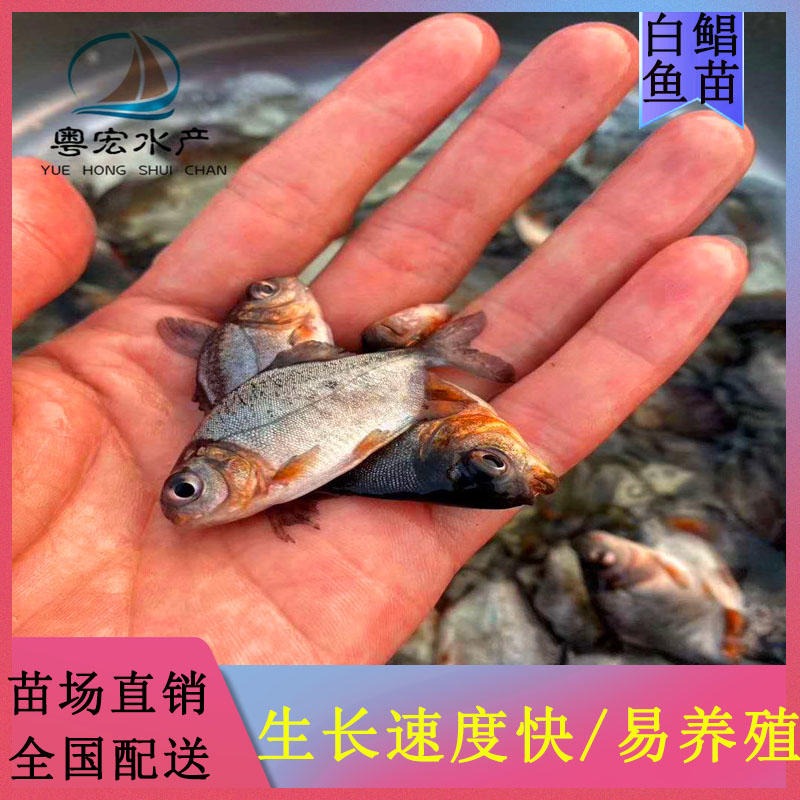 杂交白鲳鱼苗 订购短盖巨脂鲤鱼苗 红鲤鱼产量高