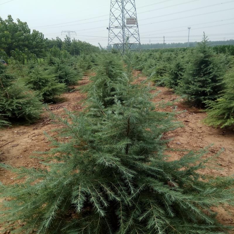 山东云杉基地 1米云杉圣诞树 2米3米4米云杉量大优惠 青海云杉和红皮云杉的区别图片