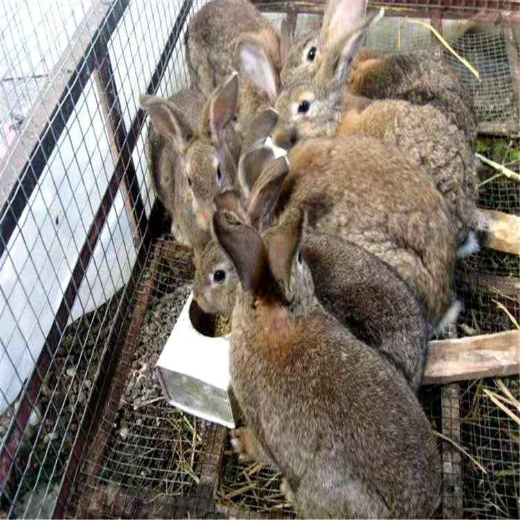 比利时兔养殖效益  肉兔种兔养殖基地  比利时兔价格  保证兔子的品质  包教技术  包回收