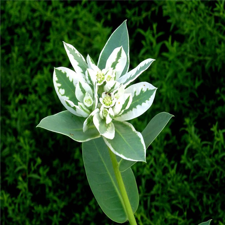 农业园艺银边翠种子叶银白色花朵繁多花籽发芽率高