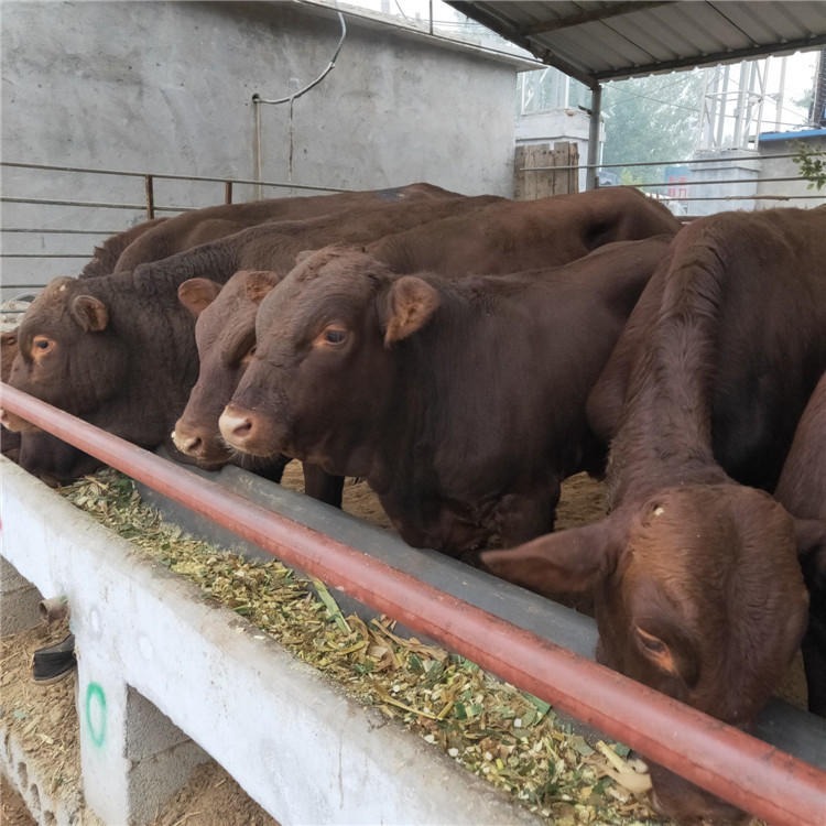 黄牛犊-鲁西黄牛-鲁西黄牛品种-出售种牛-鲁西黄牛批发价格-龙翔牧业