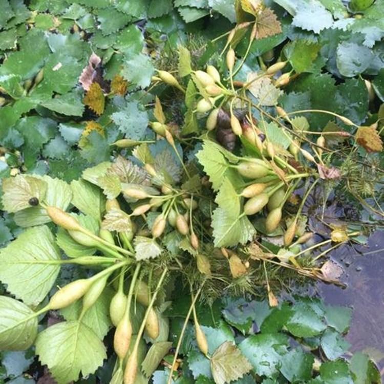 菱角苗种植水缸盆栽池塘种植食用水生菱角种子种植菱角新鲜种苗图片