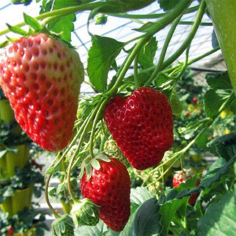 泰安小白草莓苗厂家直销 奶油草莓苗 -成品苗